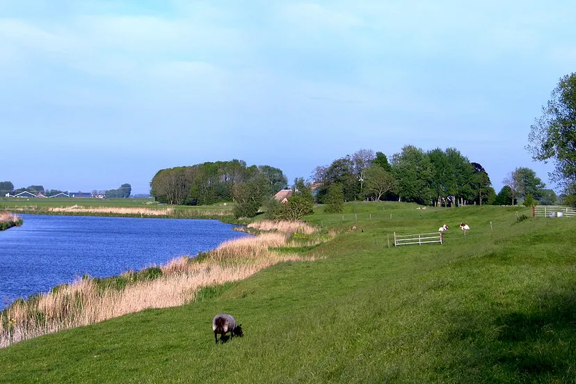 schapen bij het reitdiep nabij aduarderzijl fietsen wandelen landschap cc by 39 meerdervoort