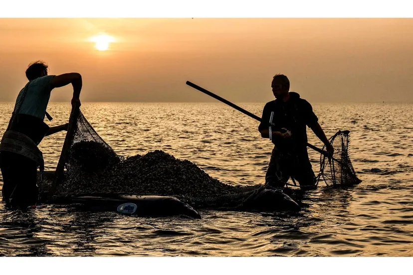 schelpdiervissers waddenfonds