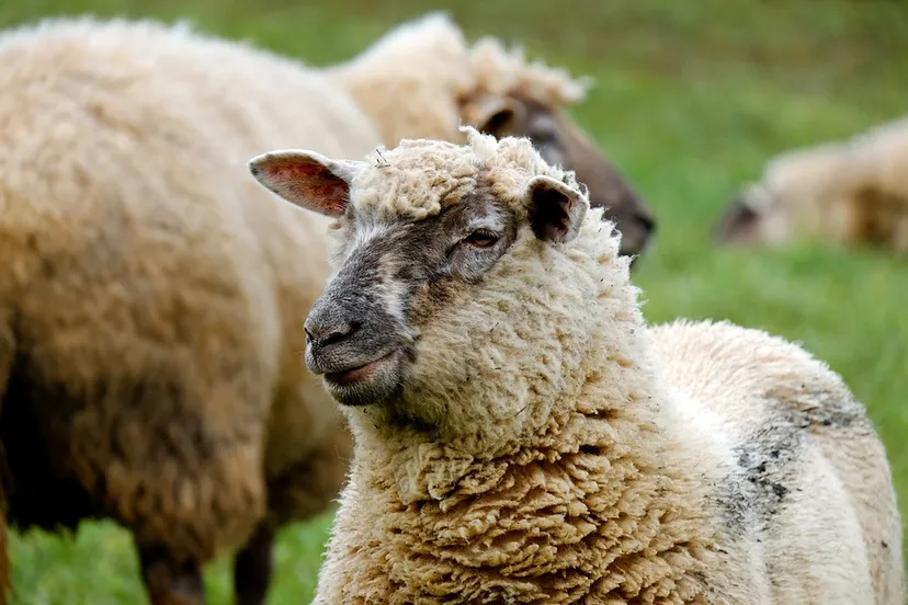 sheep 1323902 960 720