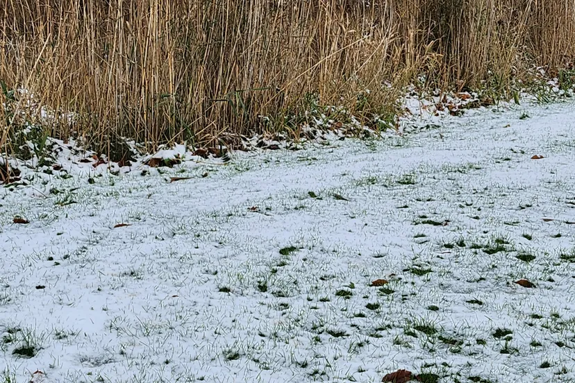 sneeuw gras