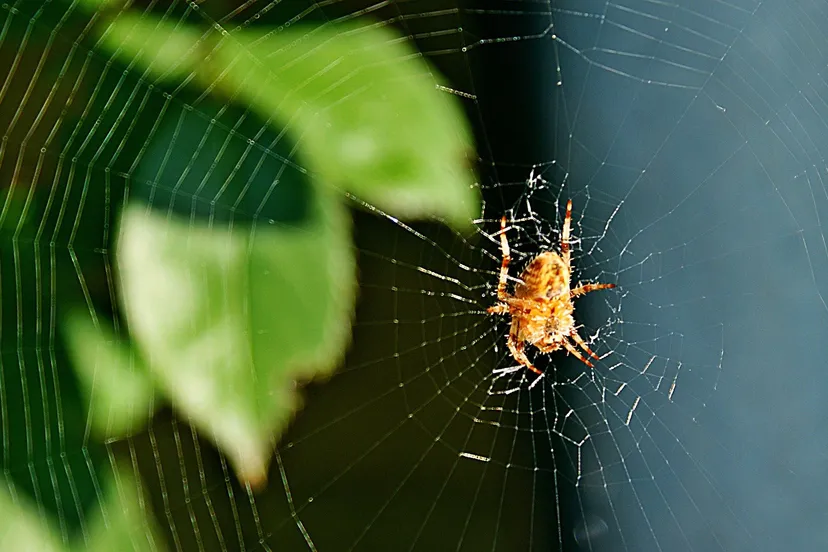 spin 3677095 1920 kruisspin fotorieth via pixabay