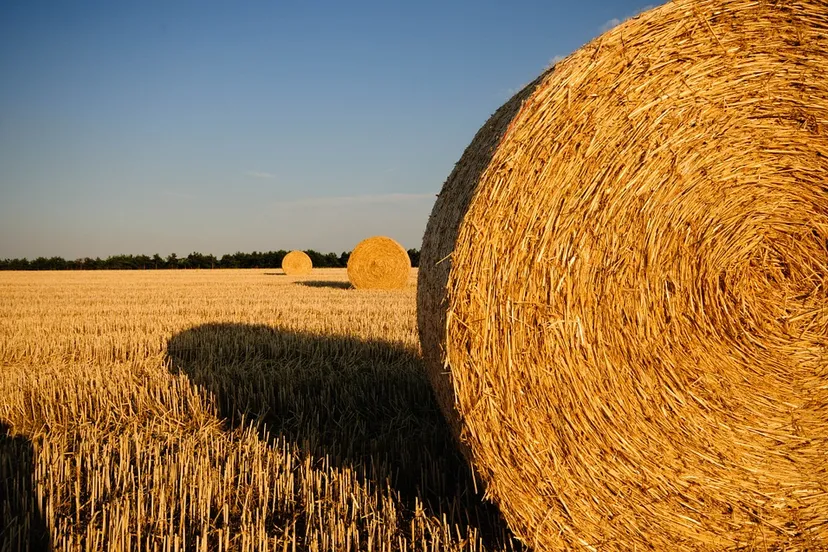 straw bales 726977 960 720 stro