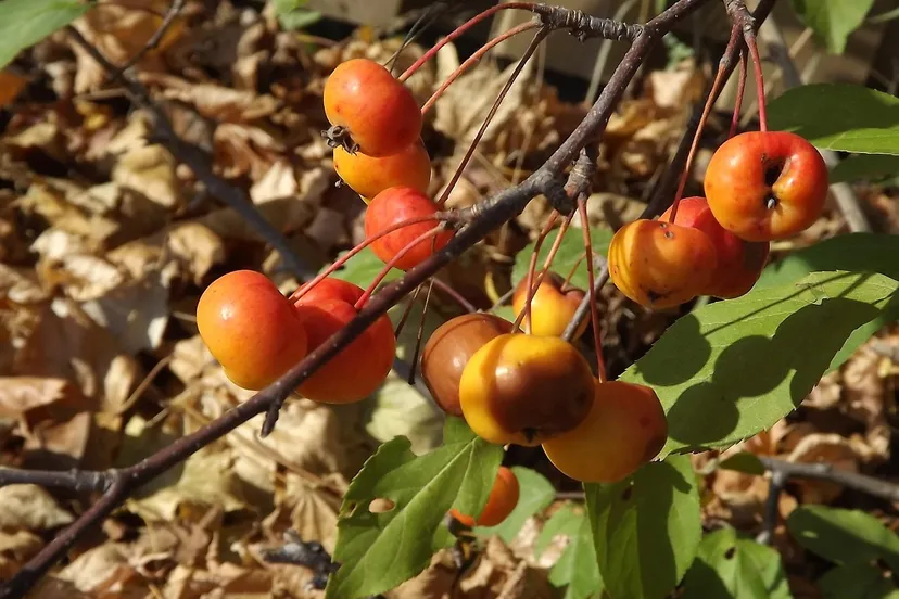 tree 2925324 1280 herfst appels