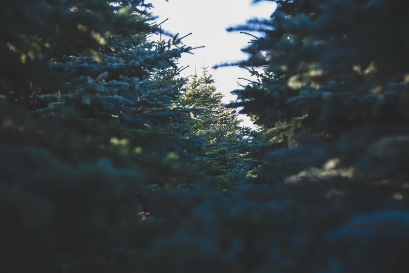 tree forest evergreen pine christmas tree 21414jpgd kerstboom spar