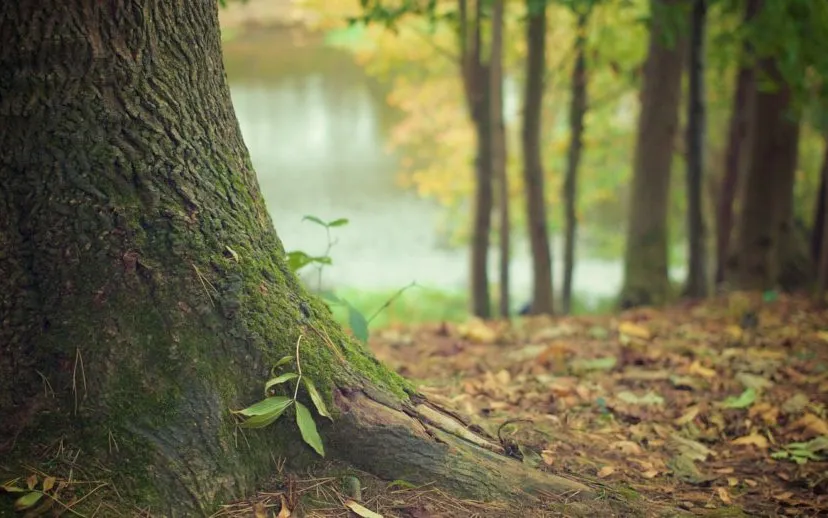 tree trunk 569275 1920 915x518