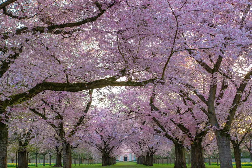 trees gddc354829 1920 japanse sierkers