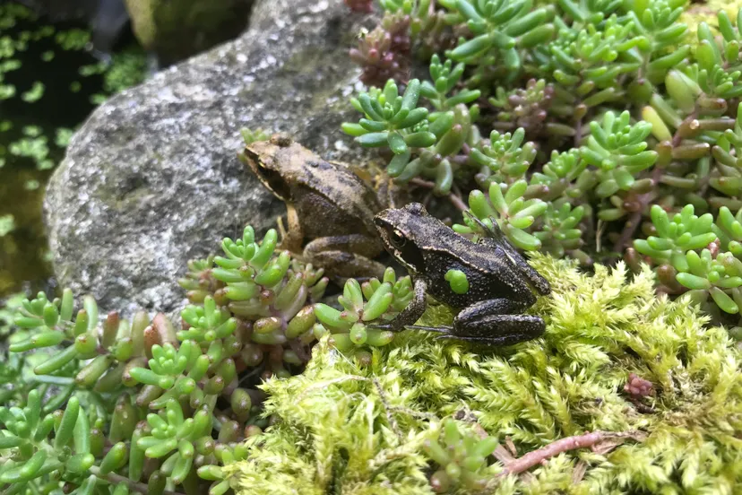 tuinactie detail tuin winnaar 1