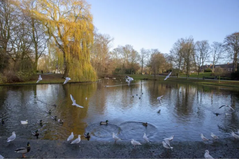 vijvers noorderplantsoen
