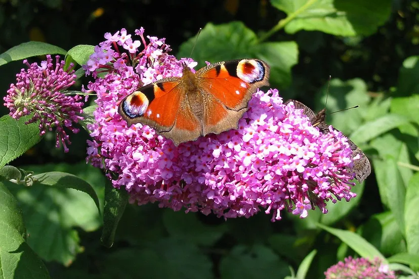 vlinderstruik dagpauwoog ccbysa30jepe