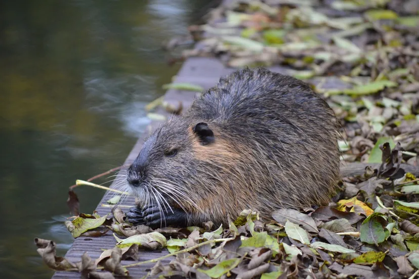 water rat nutria animal water rodent muskrat rat tooth 668469jpgd muskusrat