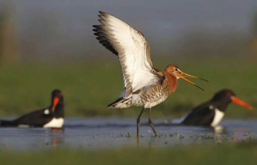 weidevogels e1541074159837