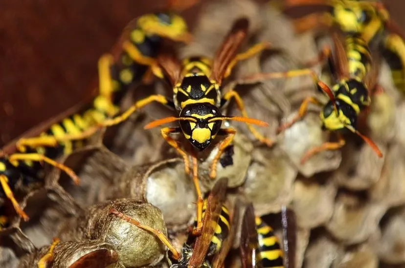 wespen