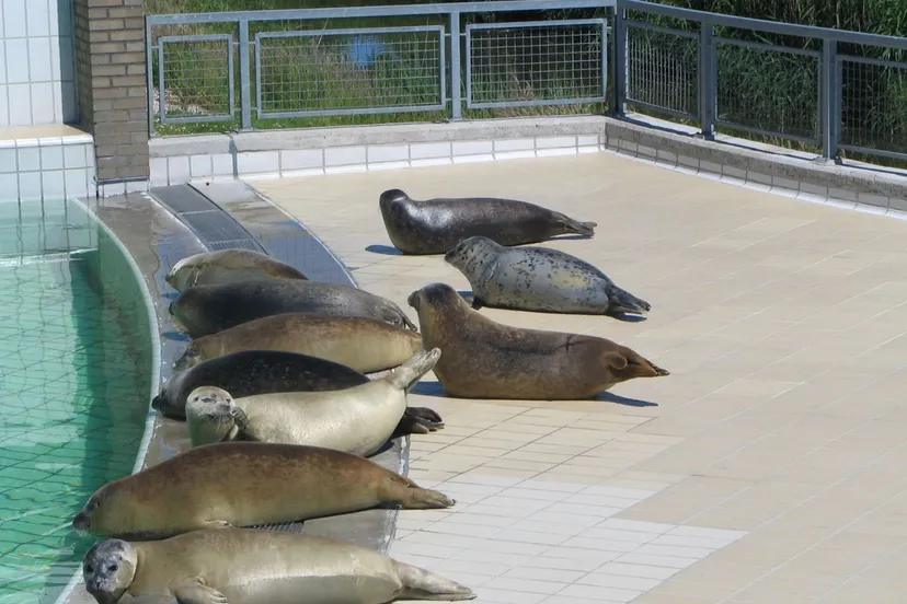 zeehondencreche pieterburen 1 wikipedia commons zeehondencreche pieterburen cc by sa 30 gerard m