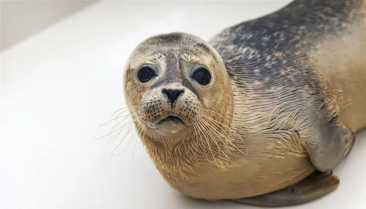 zeehondenopvang druk na stormachtige kerst 715x408