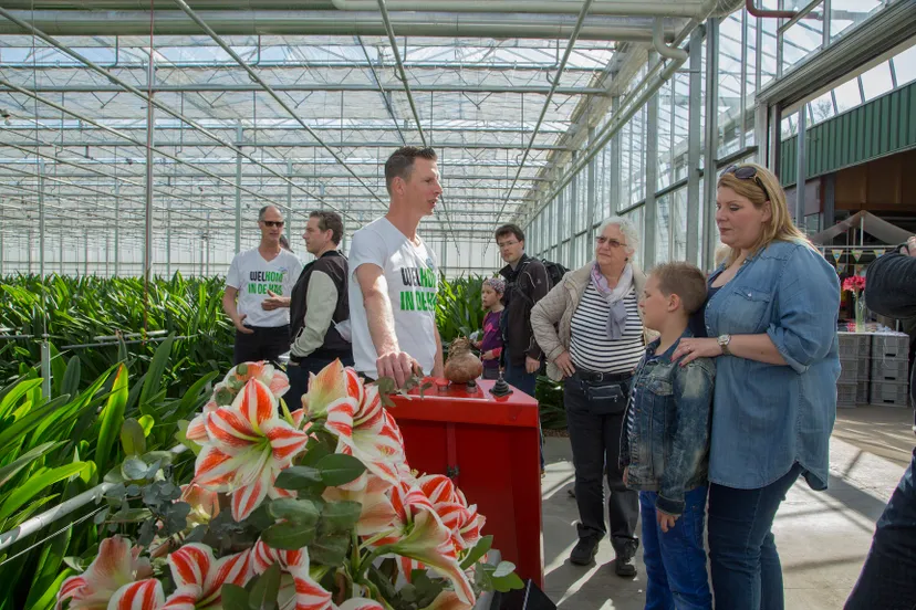 zo groeit een amaryllis kom in de kasrolfvankoppenfotografie 003
