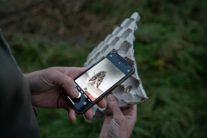 nachtvlinders worden geregistreerd door het insturen van fotos