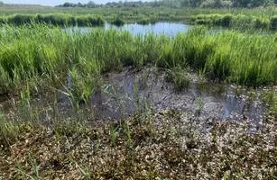 csm laagveengebied haren cc53a7d033