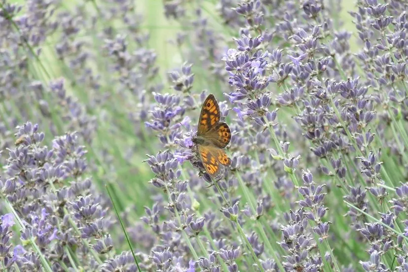 butterflies 2720989 1280