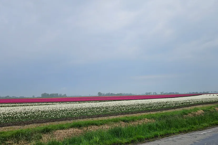 tulpenvelden jan