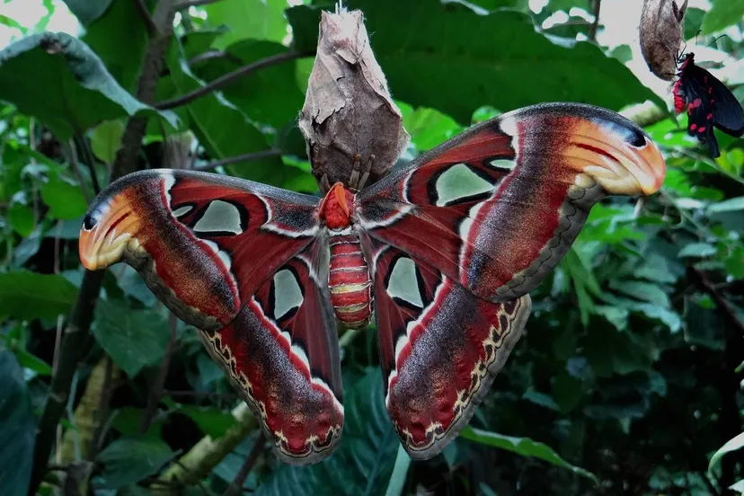 atlas-moth-522616_1280