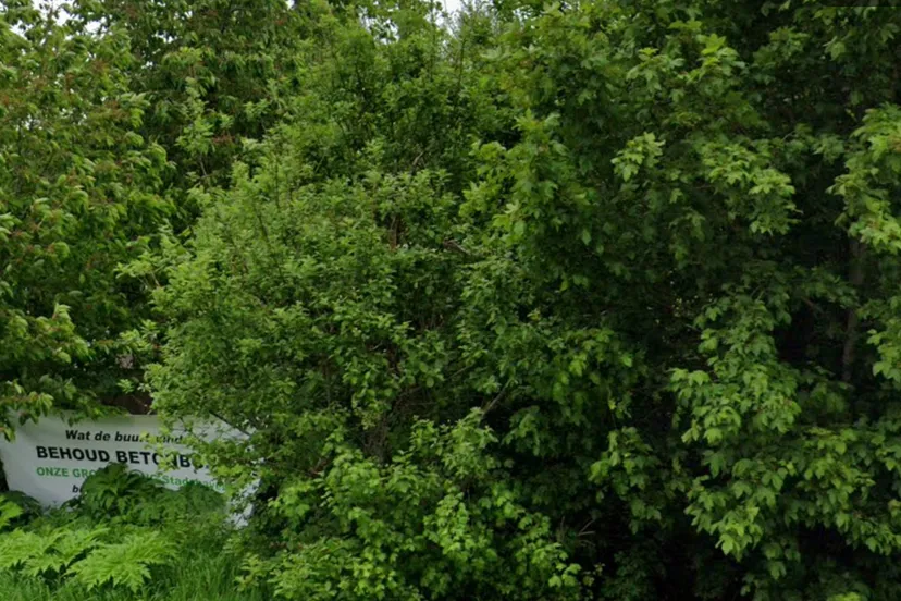 behoud betonbos