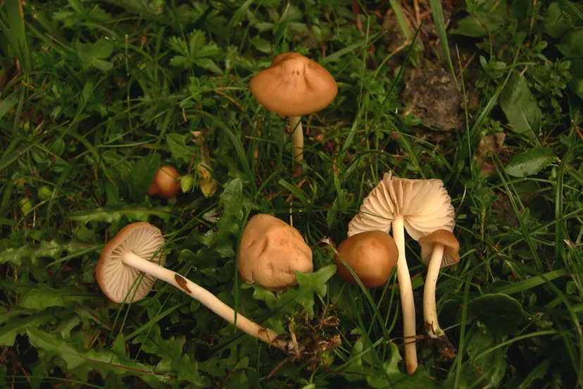 weidekringzwam cc by sa 3.0 Archenzo Marasmius_oreades
