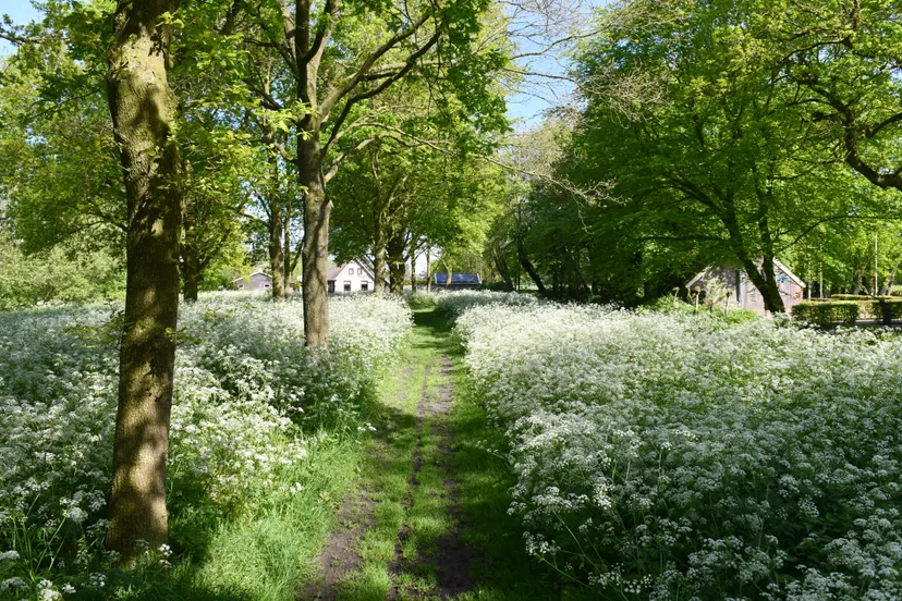 ruimte bos woningen nb