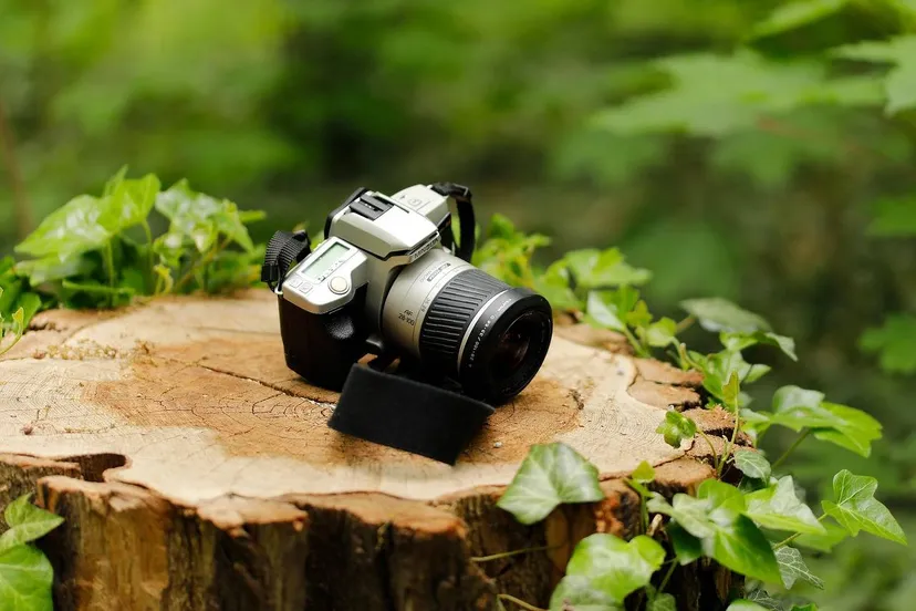 tphananh-forest-5159556_1280