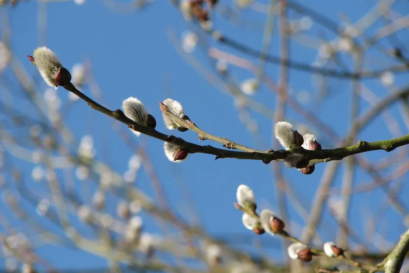 finy-willow-catkin-245247_1280
