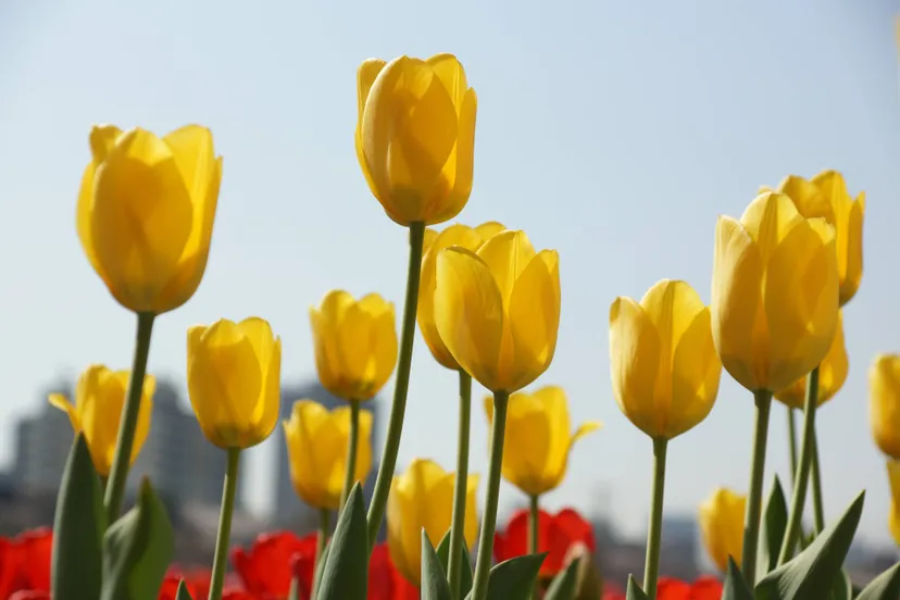 jongjoonmoon-tulip-7120784