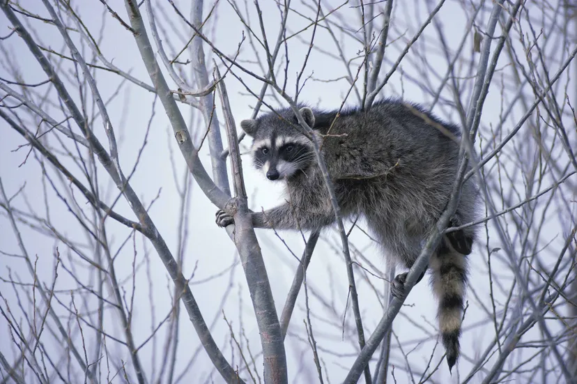 publicdomainimages-raccoon-386748