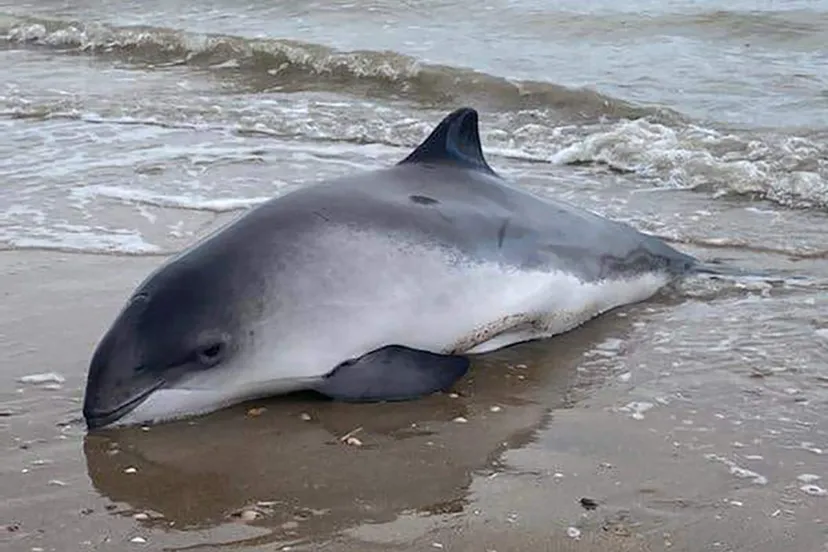 139720616 5158170794201053 7657042761119291832 n 1