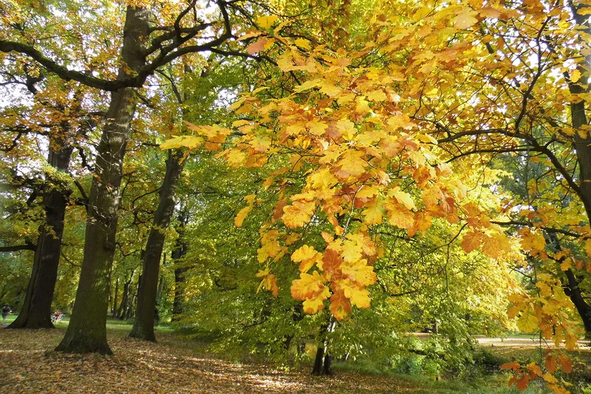 2022 09 foto frvbussel kleurige herfst in het park kopieren