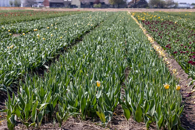 377a0002 tulpen gekopt charles duijff