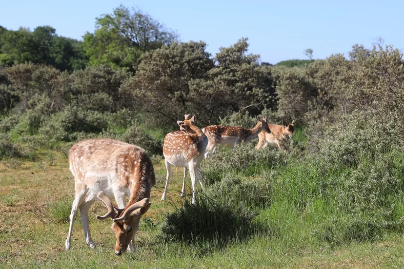 3z1a0778 damherten wim meijer fotografie