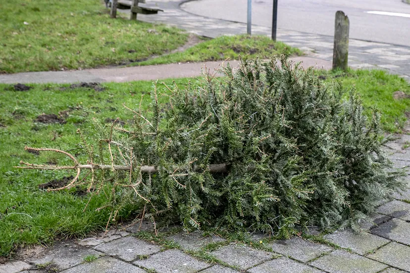 3z1a3090 kerstboom