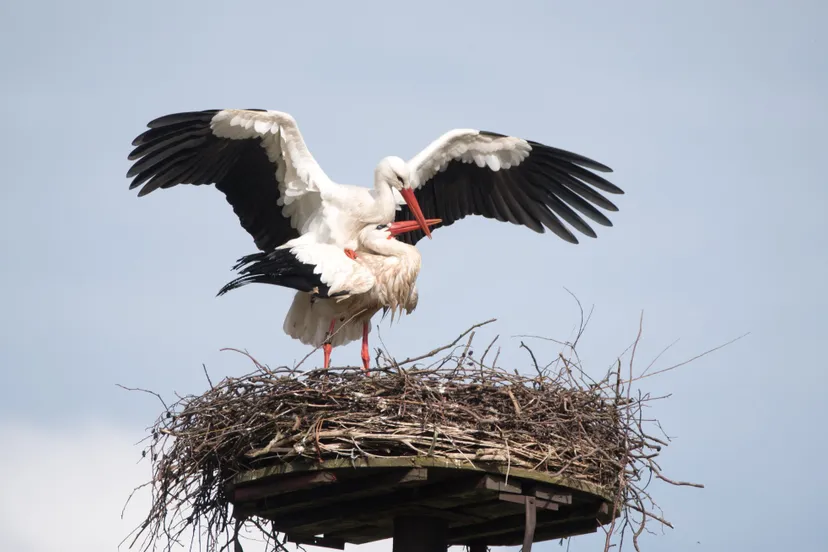 90273871 2735820283183887 1472166440898396160 o