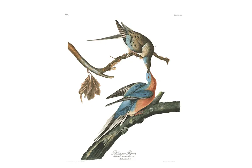 afbeelding trekduif courtesy of the john james audubon center copy