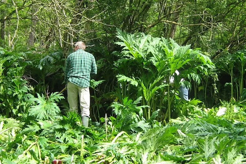 berenklauw4 kopieren