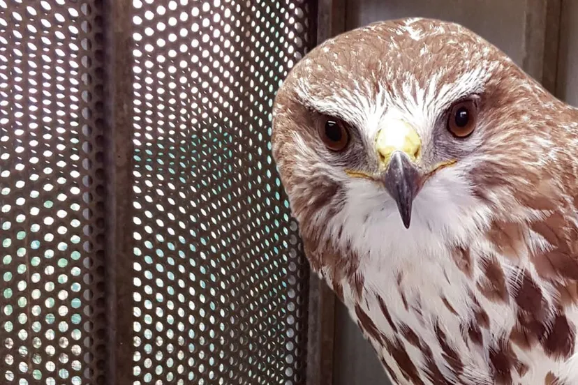 buizerd openhuis 2020