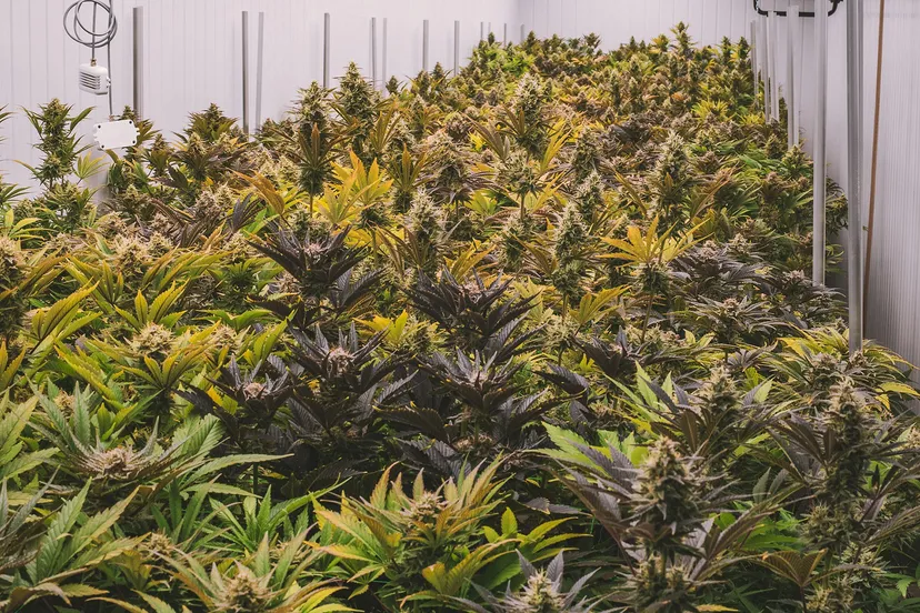 cannabis 6649379 1920 kopieren