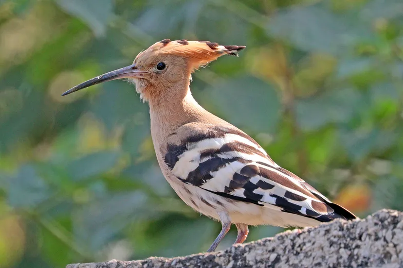 common hoopoe upupa epops epops udaipur wikipedia