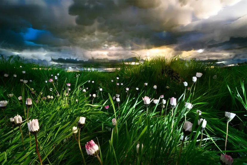 daisies van bethany de forest