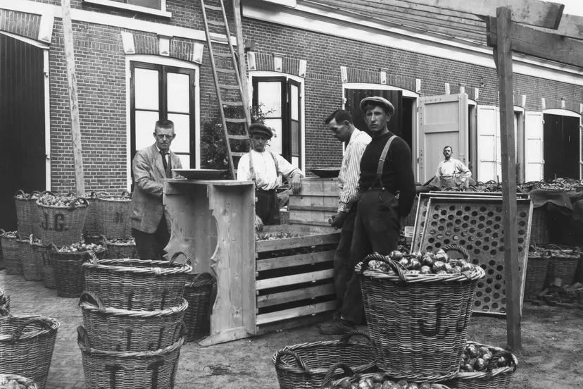 foto bij lezing peter vink bloembollen sorteren