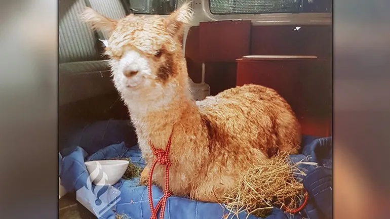 foto politie haarlem