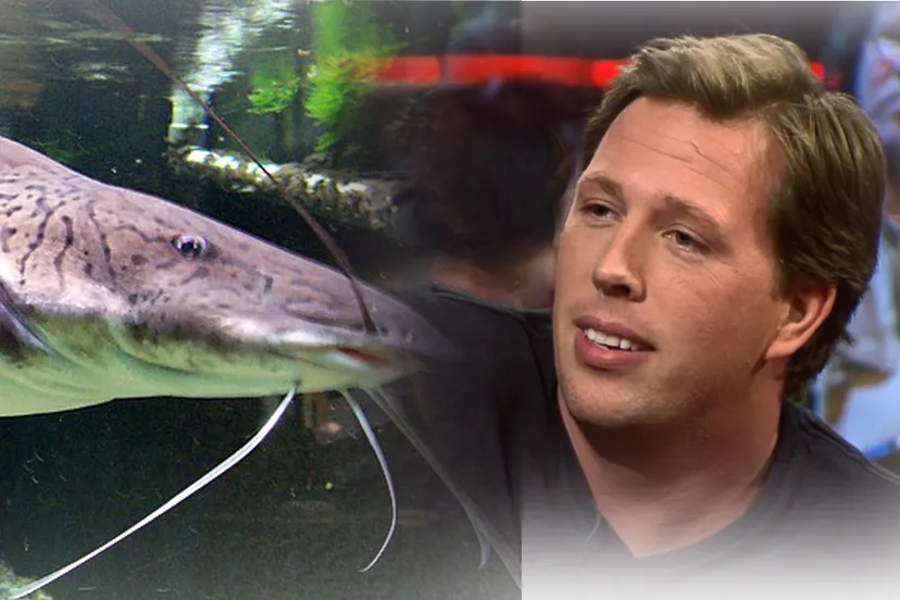 freek tijgerhaai wikipedia