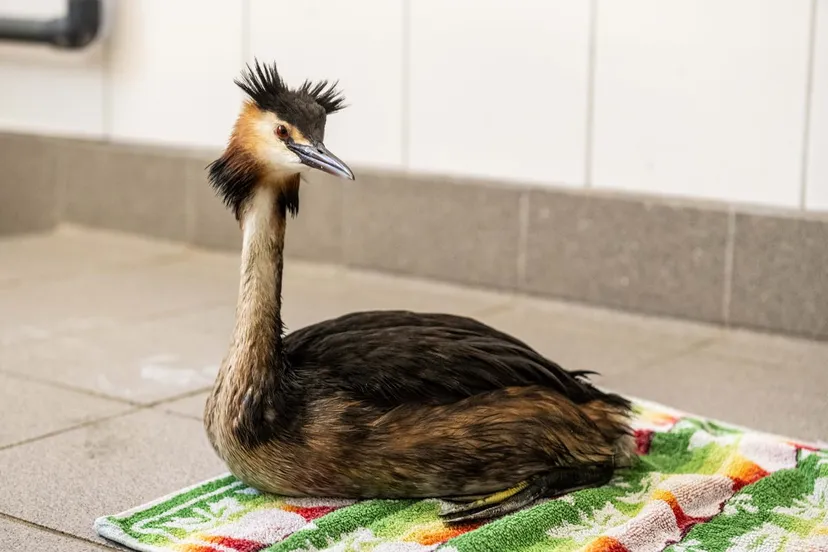 fuut foto julie blik