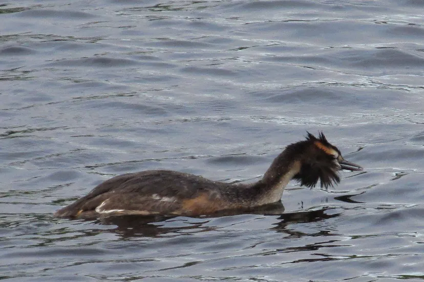 fuut foto marieke van der leij
