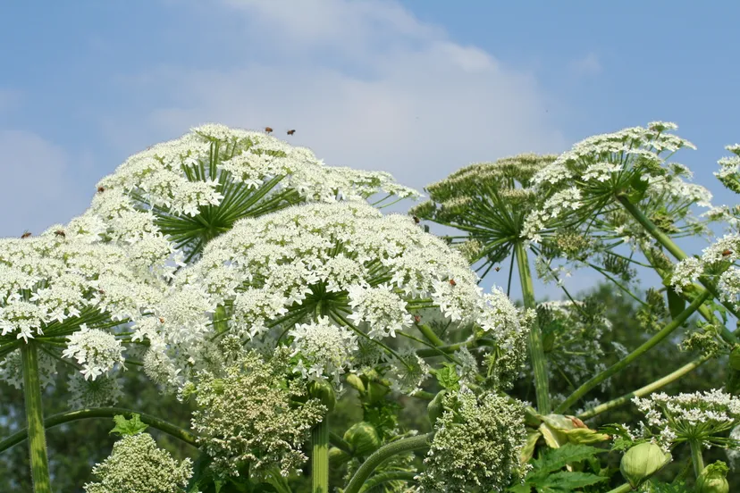 heracleum mantegazzianum meise jpg1b