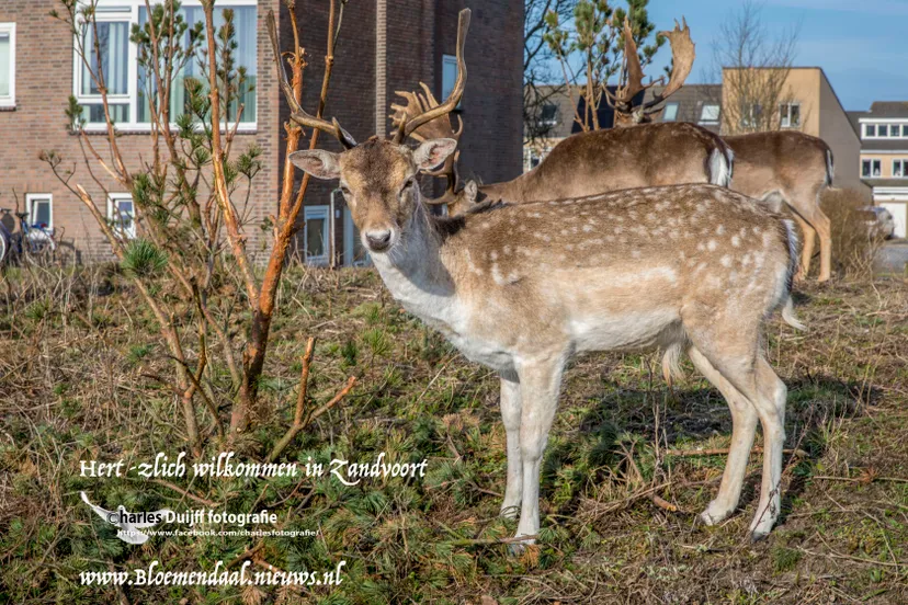 hertzlich wilkommenkopie